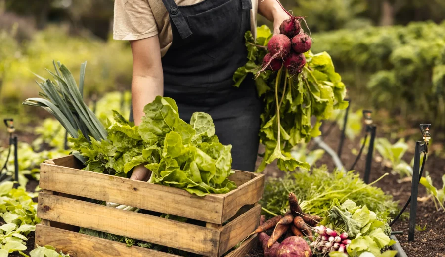 Organic and Natural Products Expo: Your Gateway to Sustainable Living and Business Innovation in the Heart of Sandton Central